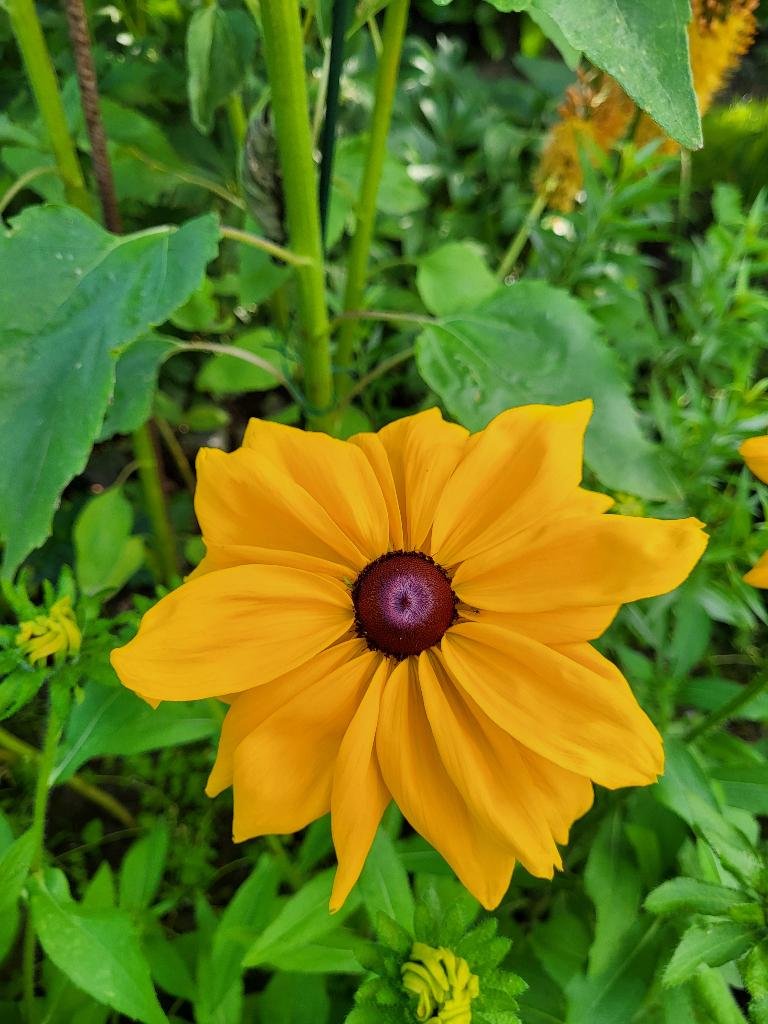 Zaden Rudbeckia sunbeckia Paulina, Verzenden, Volle zon