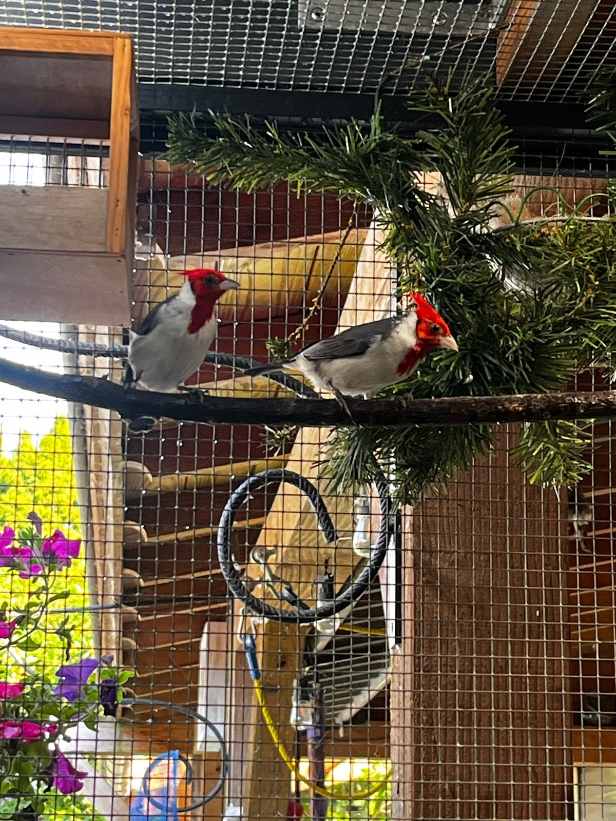Te koop roodkuifkardinalen, Meerdere dieren, Geringd