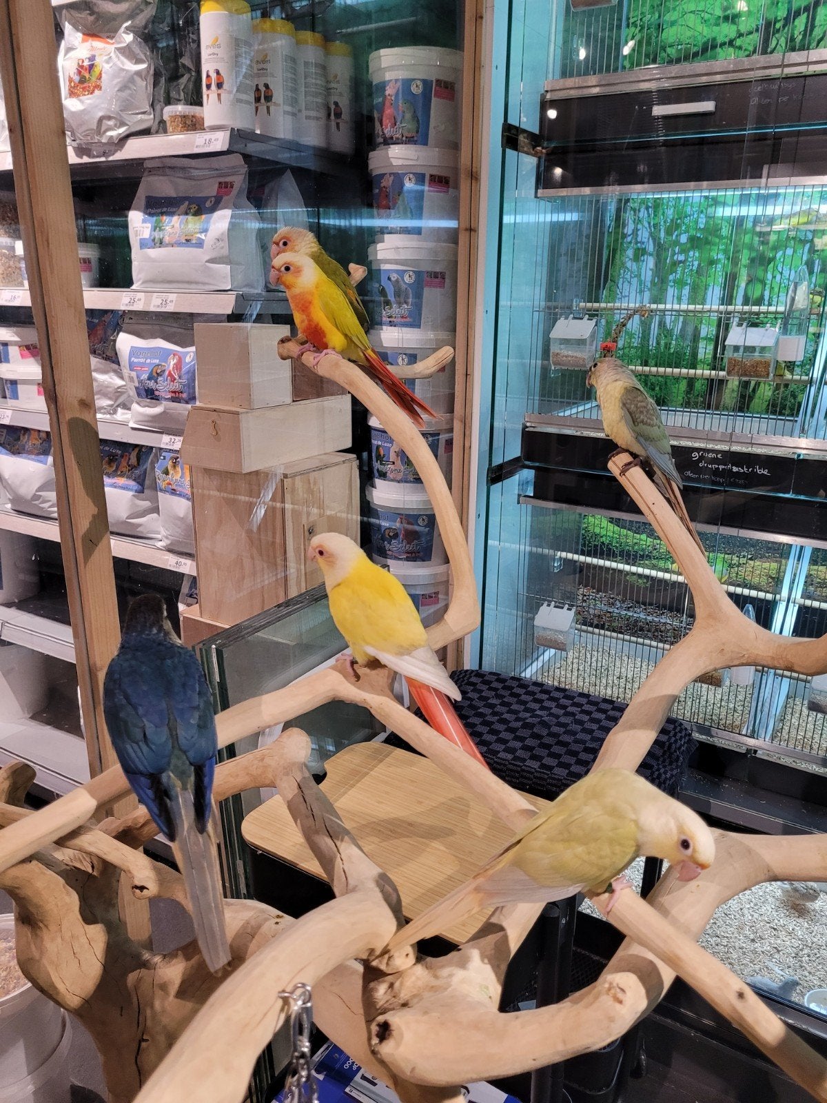 Pyrrhuras super lief en super tam.(violet is verkocht), Meerdere dieren, Papegaai, Tam