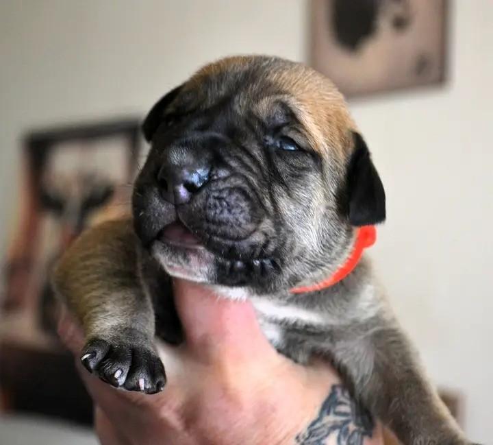 Raszuivere Boerboel pups met stamboom, Dieren en Toebehoren, Honden | Bulldogs, Pinschers en Molossers, Parvo, Overige rassen