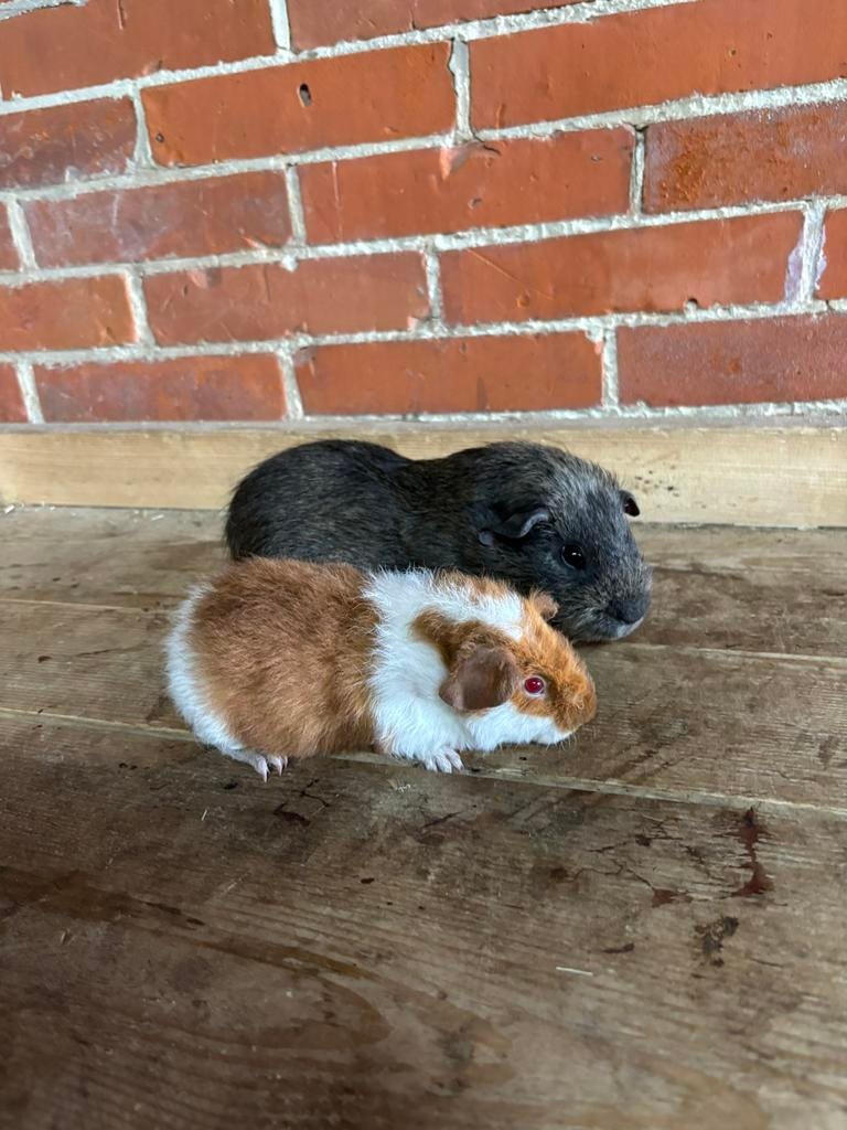 Cavia beertjes, Dieren en Toebehoren, Knaagdieren, Cavia, April, Mannelijk, Tam