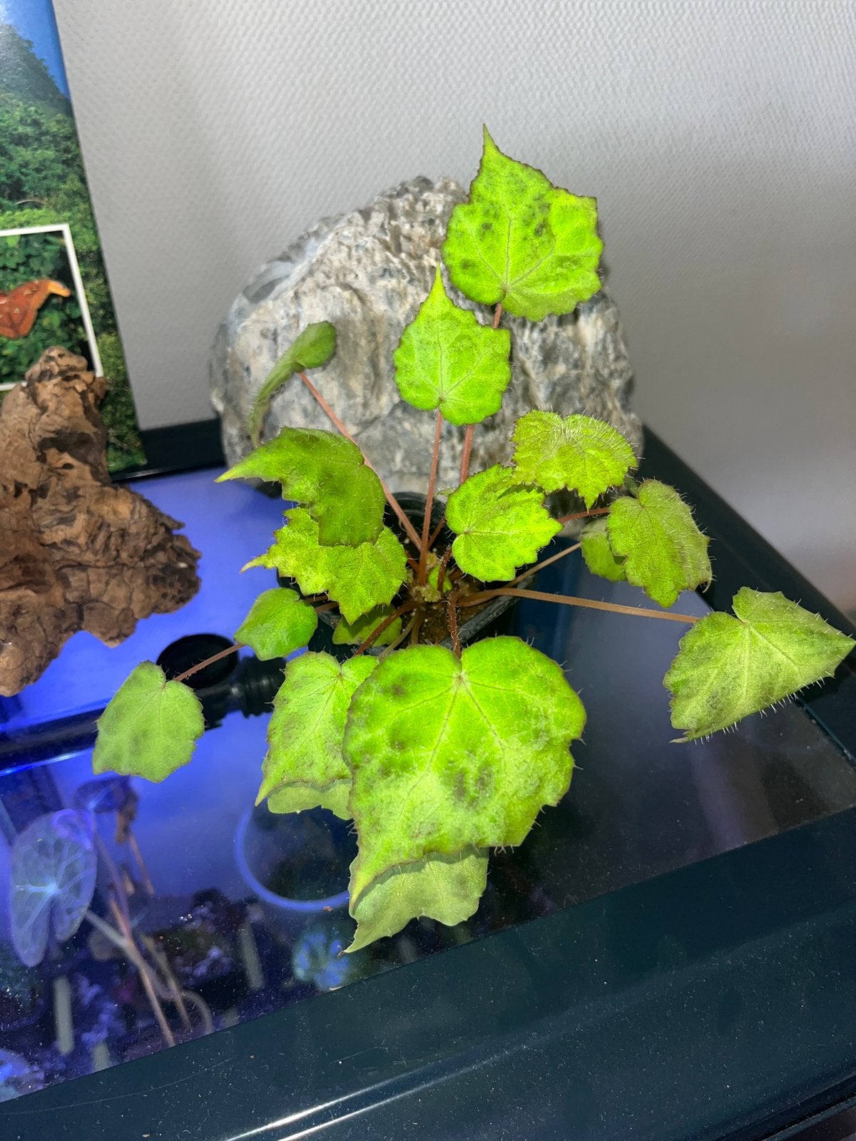 Begonia SP Padang Lawas, Overige soorten, In pot, Minder dan 100 cm, Bloeiende kamerplant