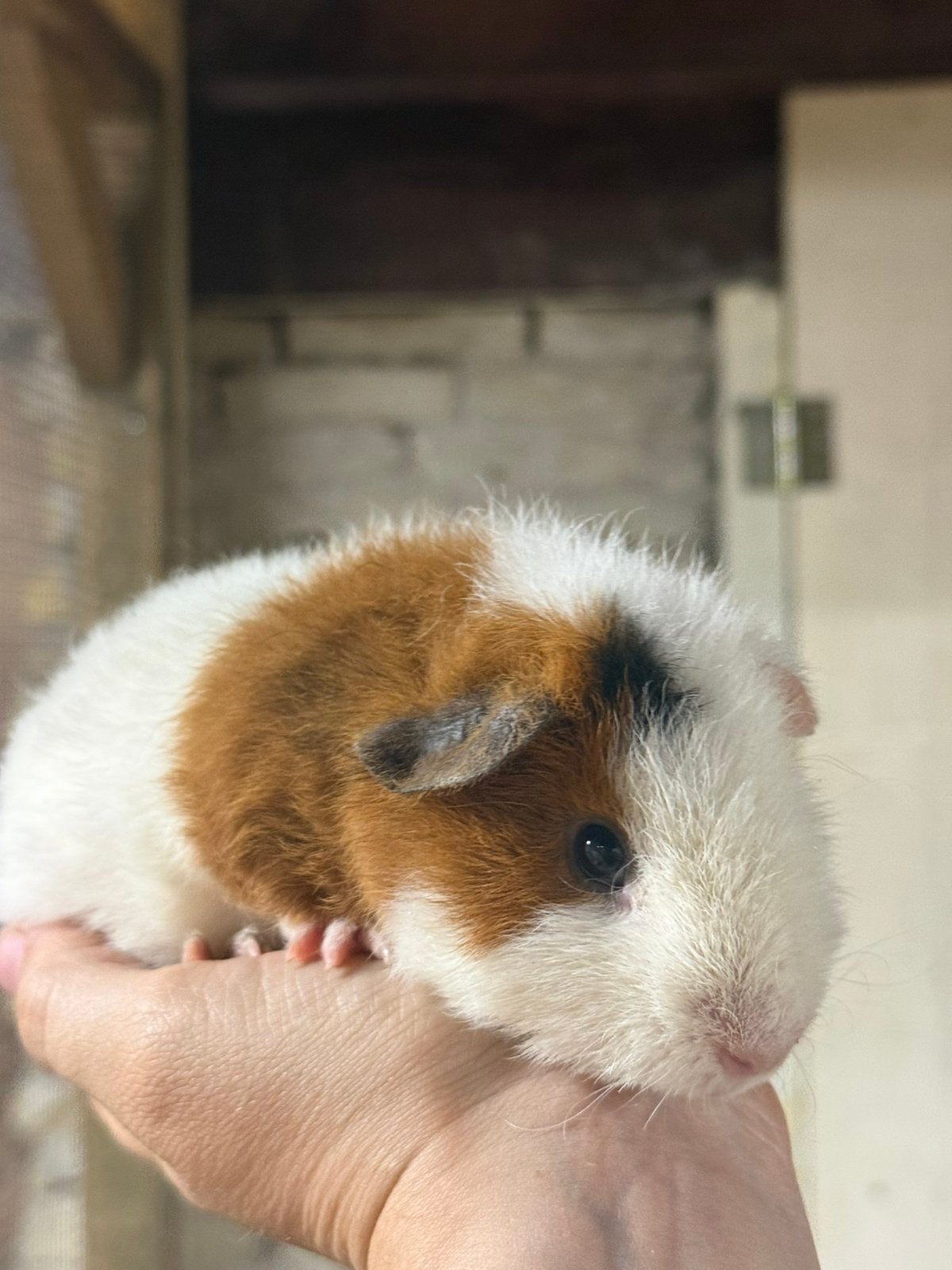 US teddy beertje, Cavia, Mannelijk, Mei, Tam