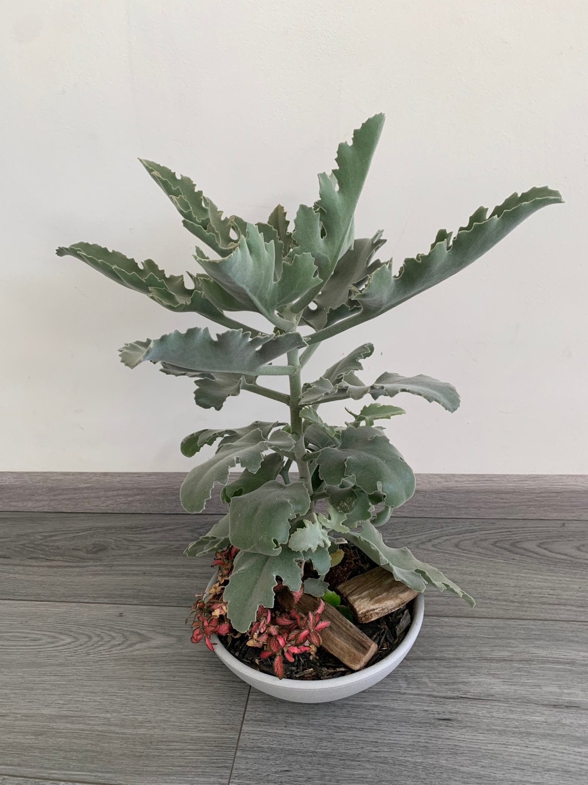 Kamerplant, Huis en Inrichting, Kamerplanten, Ophalen of Verzenden, Halfschaduw, Minder dan 100 cm