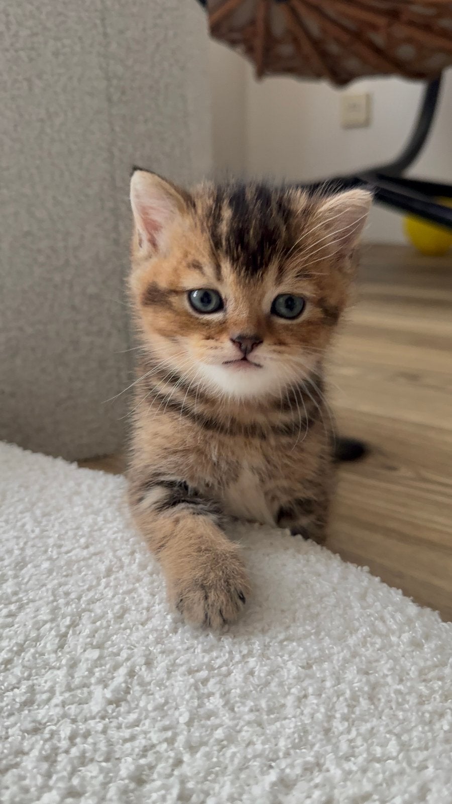 Twee Britse Korthaar kittens, Geslacht onbekend, Kortharig, 0 tot 2 jaar