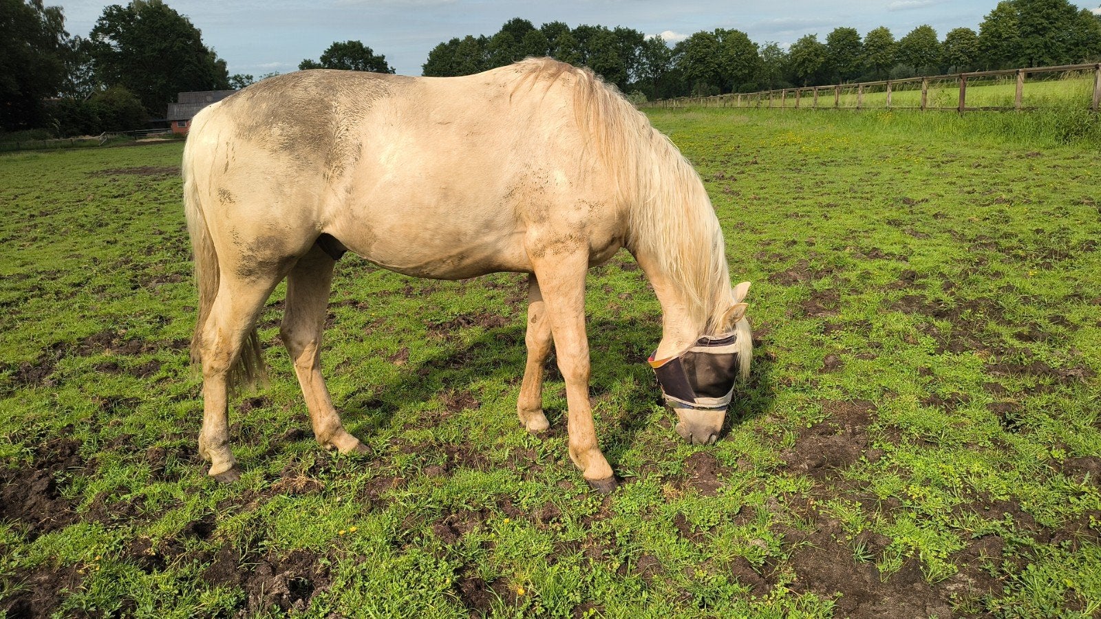 Super mooie en lieve 2 jarige Palomino ruin 154 cm, Gechipt, Minder dan 160 cm, Ruin, 0 tot 2 jaar