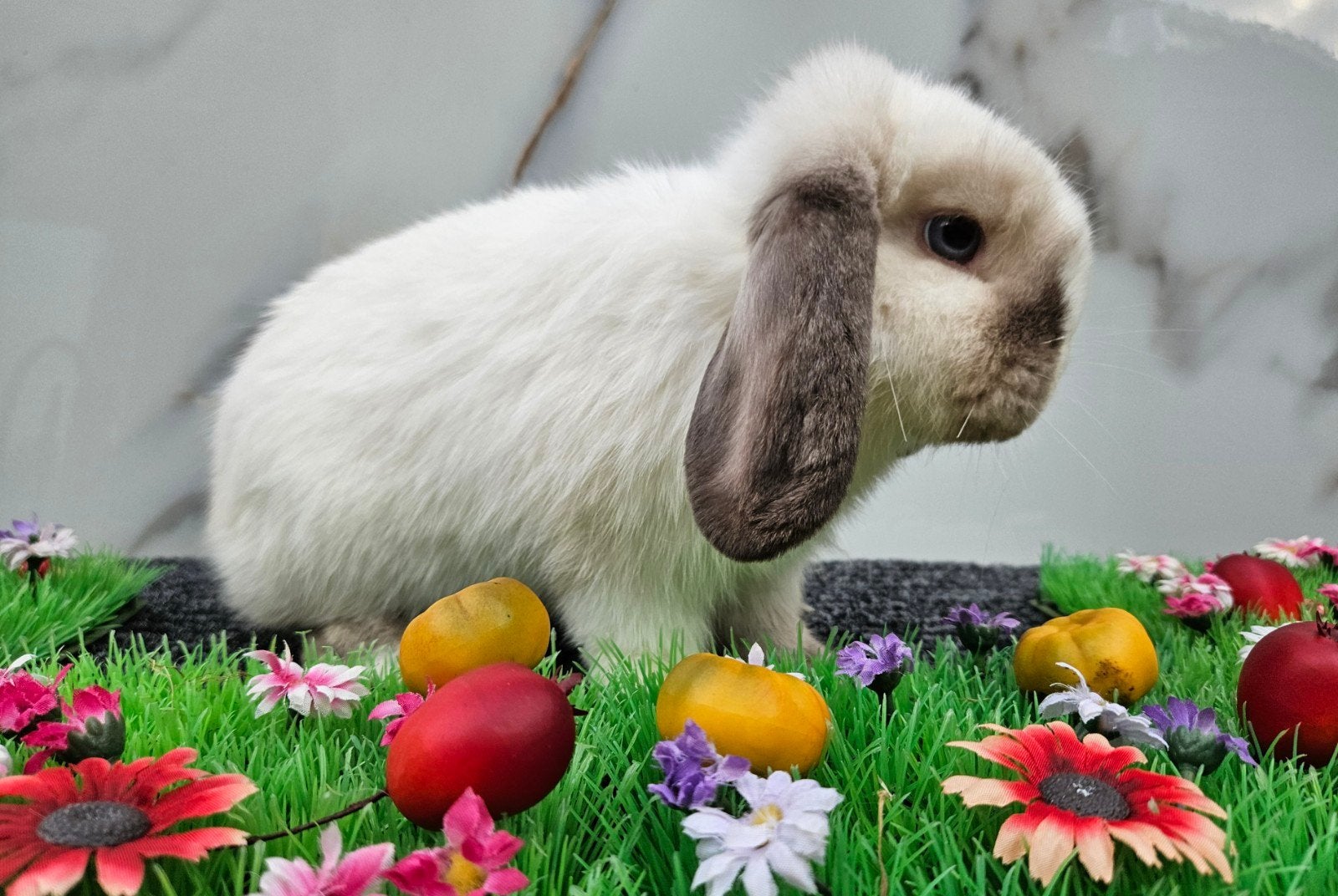 super mooie minilop dame 1 jaar oud, Dieren en Toebehoren, Mannelijk, Dwerg