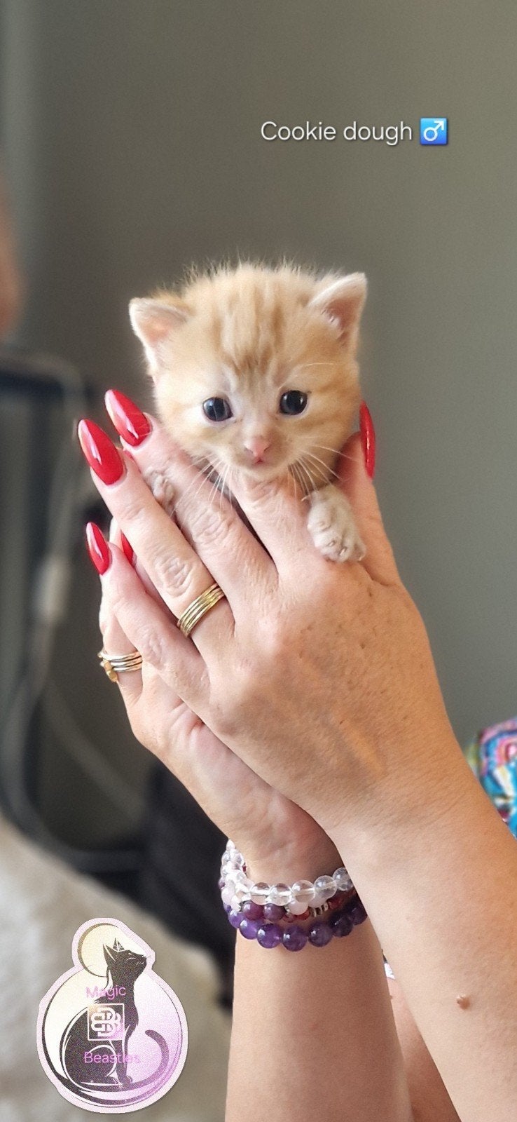 Britse korthaar kittens