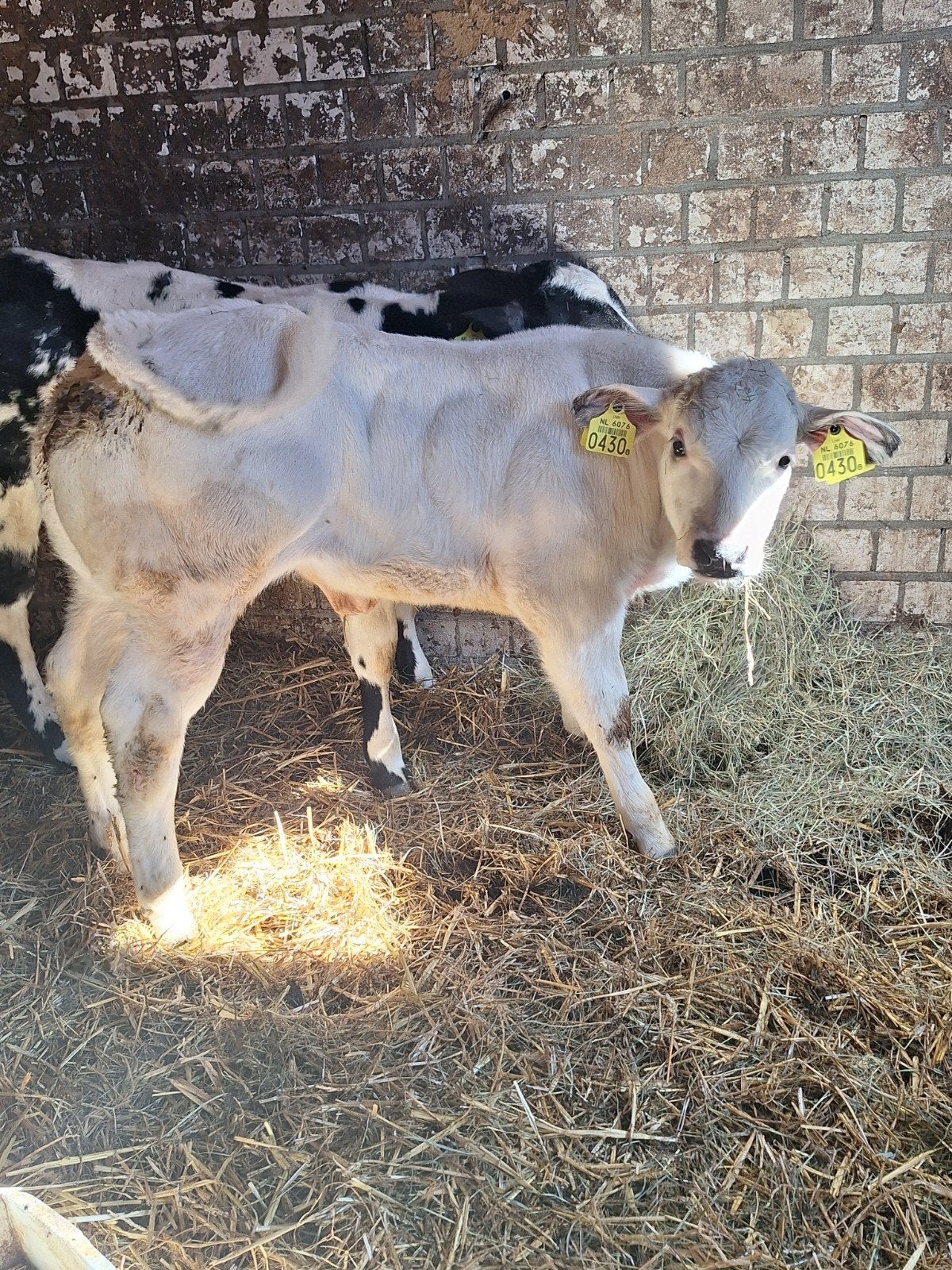 dikbil stierkalf, Dieren en Toebehoren, Mannelijk, 0 tot 2 jaar