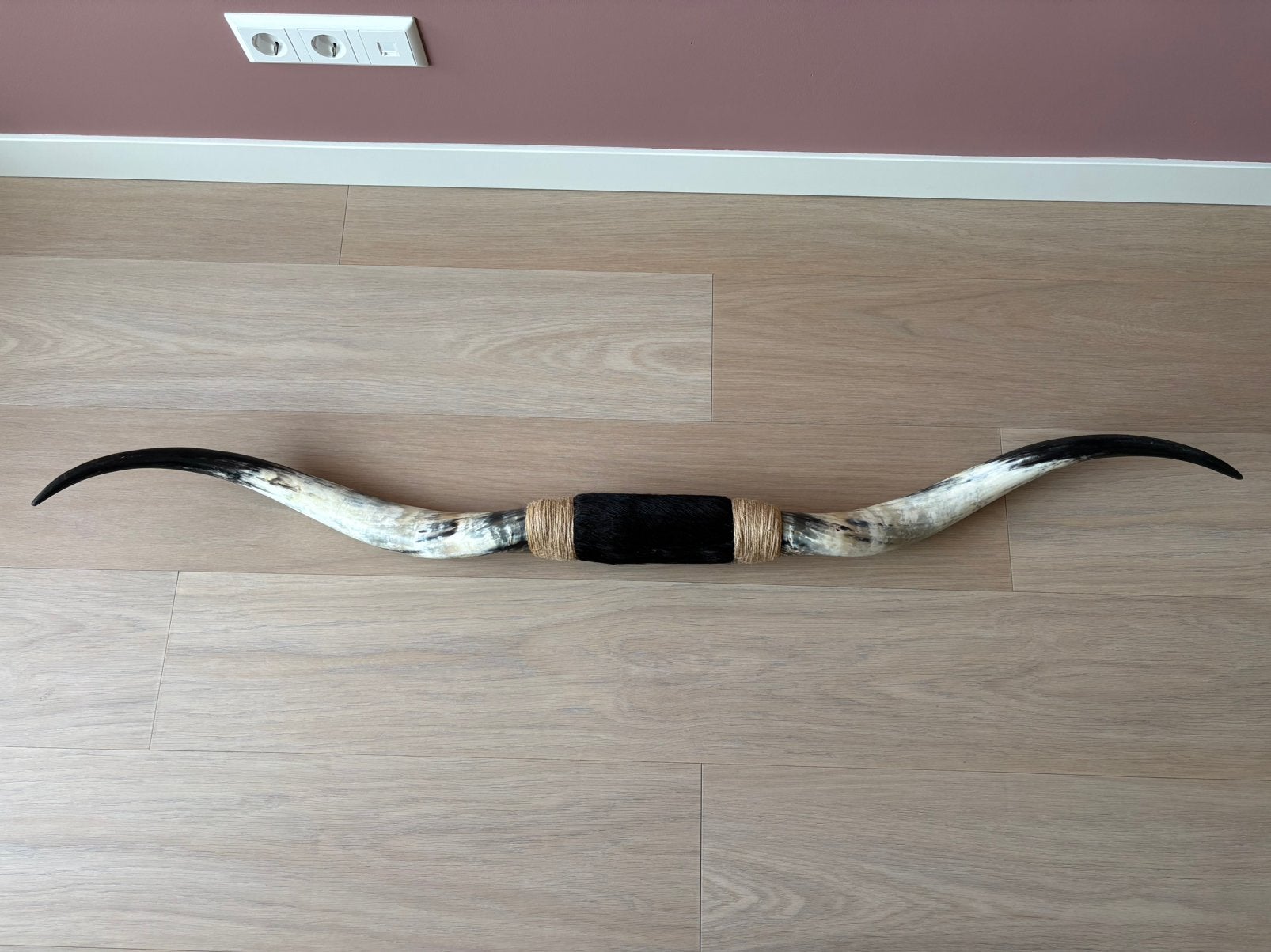 Longhoorn van White fulani rund uit Nigeria, Ophalen, Wandsculptuur, 153 cm, 15 cm