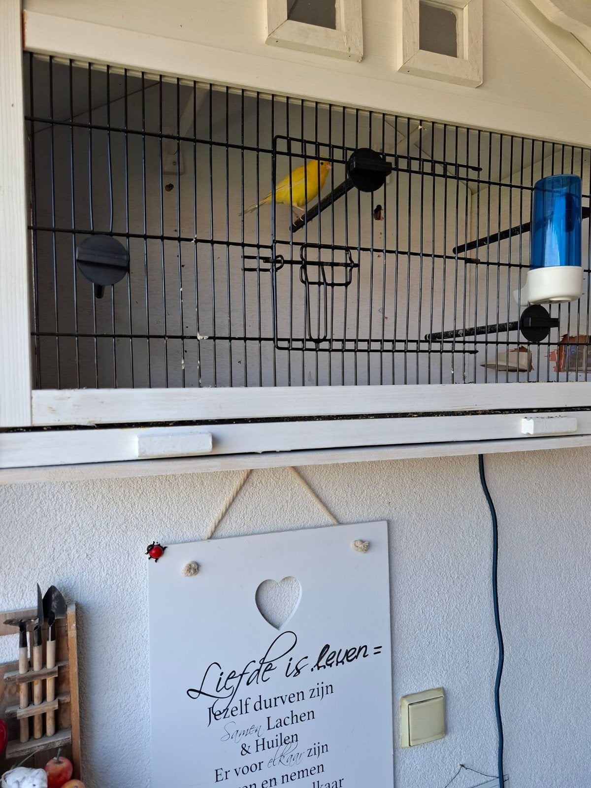 Kanarie  met mooi buiten kooi, Dieren en Toebehoren, Mannelijk, Zangkanarie