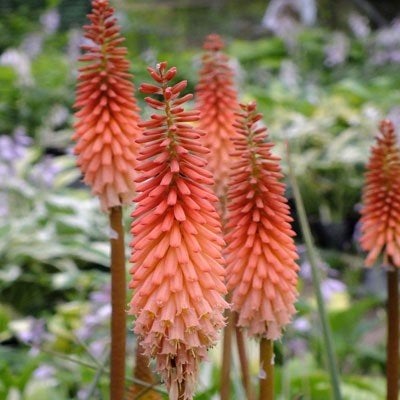 Zaden Kniphofia Timothy, Tuin en Terras, Bloembollen en Zaden, Volle zon, Verzenden