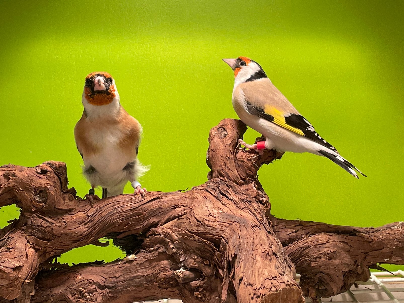 Majorputters, Dieren en Toebehoren, Meerdere dieren, Wildzangvogel