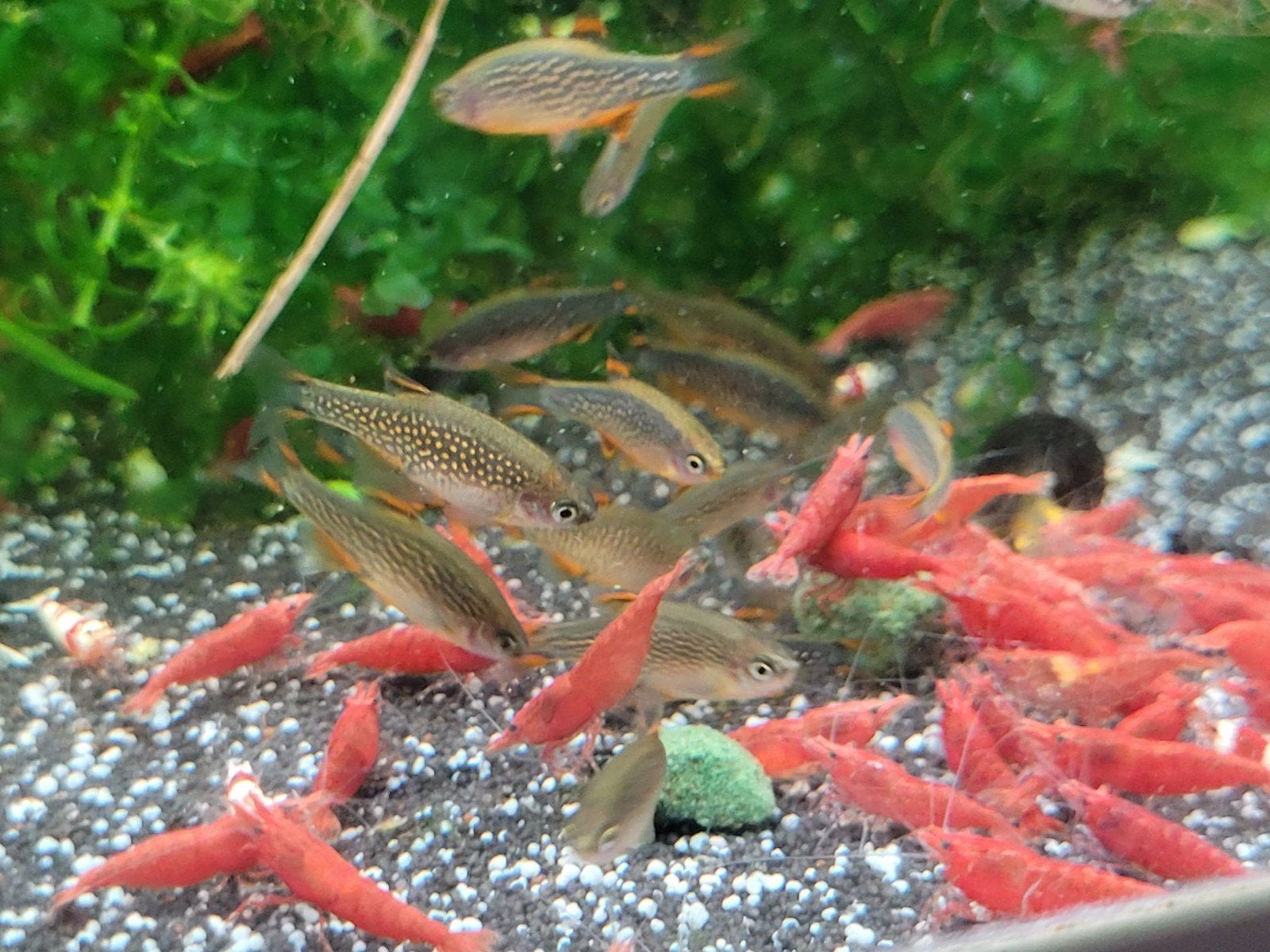 Hobbyaquarium  Red Fire garnalen mooi op kleur, Kreeft, Krab of Garnaal, Zoetwatervis, Schoolvis
