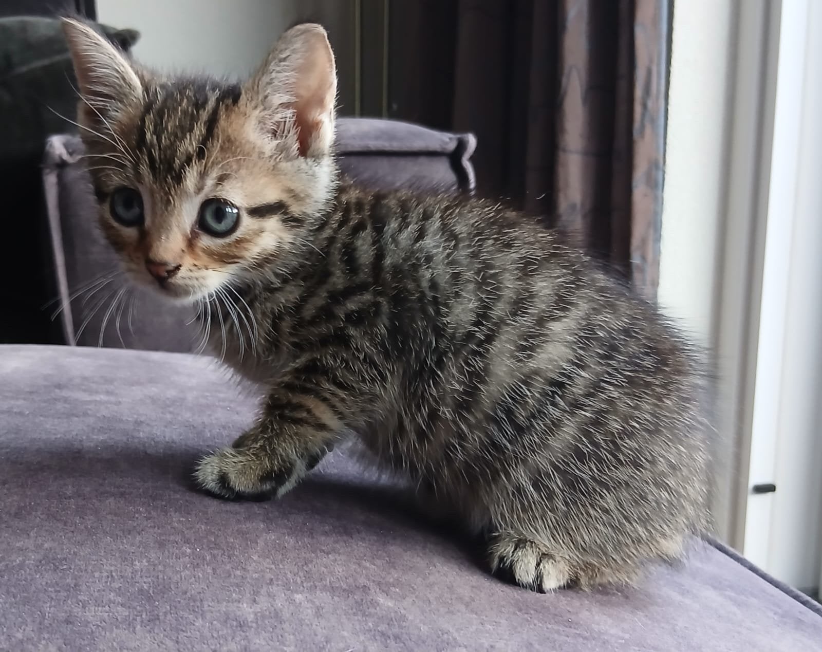 Laatste 2 Cypers X bengaals kittens  1xkater/1xpoesje, Meerdere dieren, Kortharig, 0 tot 2 jaar