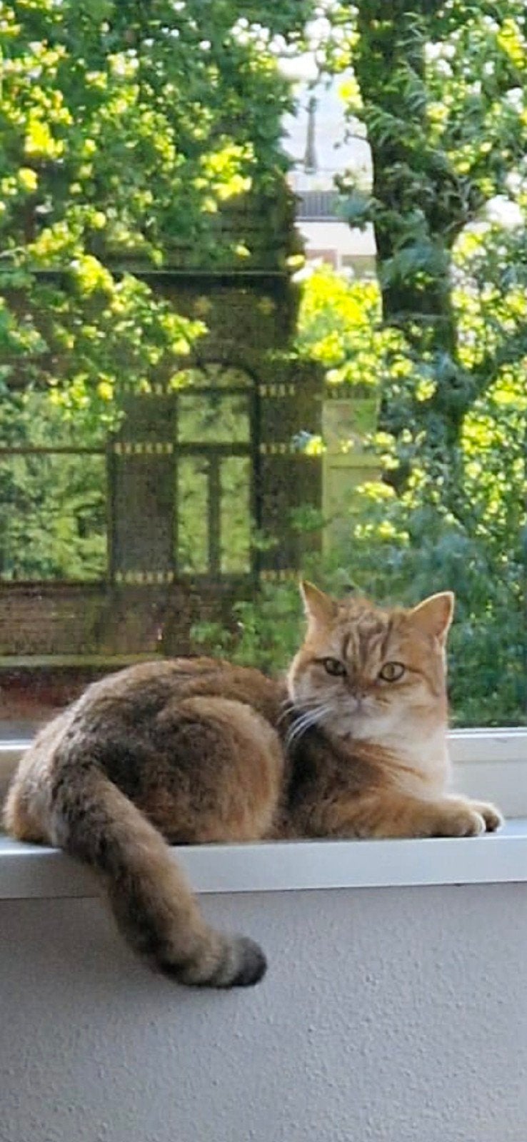 Schitterende Brits Korthaar ny11 (met stamboom & fokrechten), Poes, Kortharig, 0 tot 2 jaar