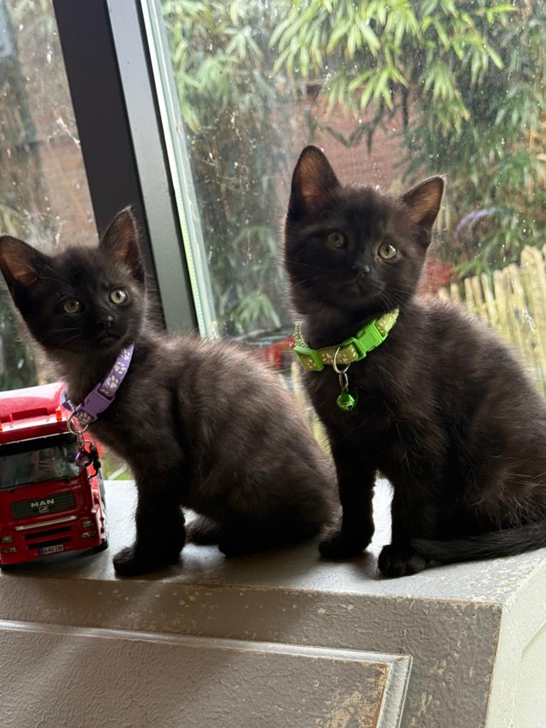 2 halflangharige poesje, kittens, X Noorse Boskat, langhaar, Dieren en Toebehoren, Katten en Kittens | Overige Katten, Poes, 0 tot 2 jaar