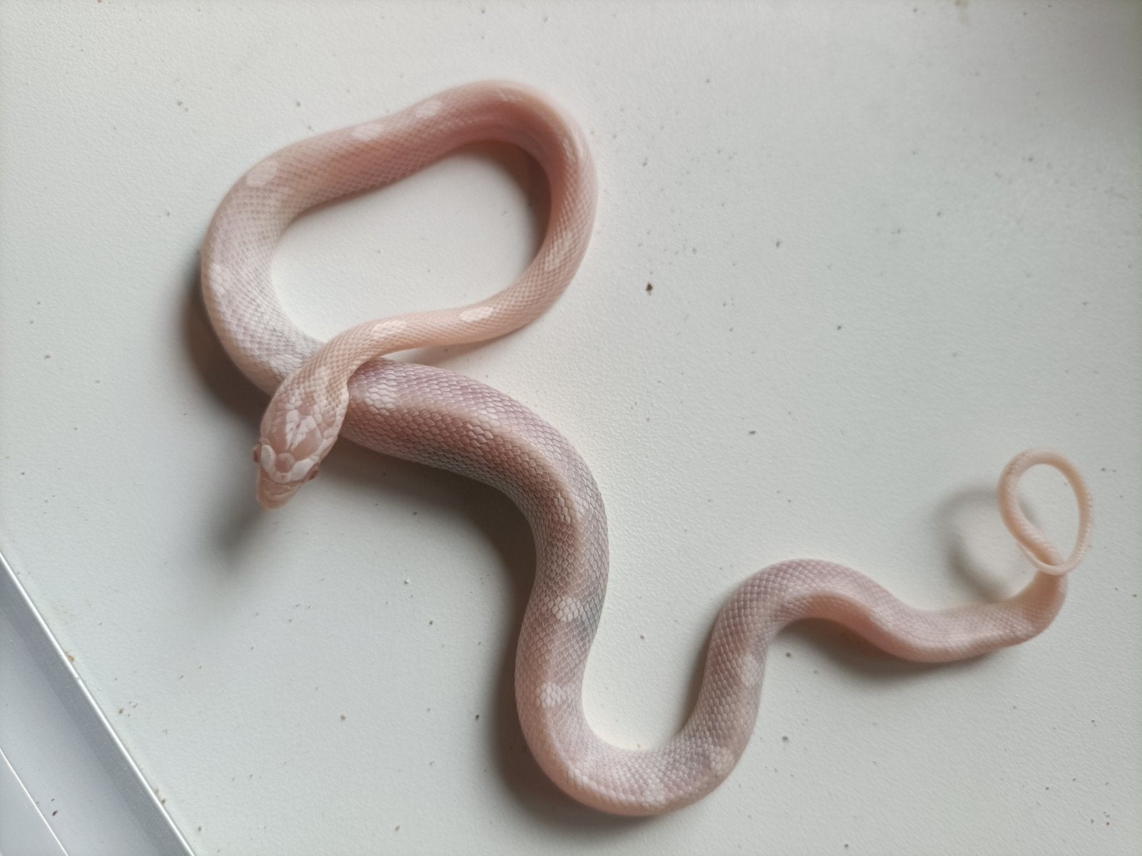 jonge rattenslangen Rat Snake photo 6