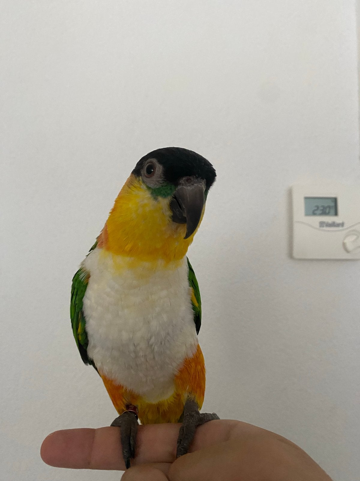 Zwartkop caique, Mannelijk, Papegaai