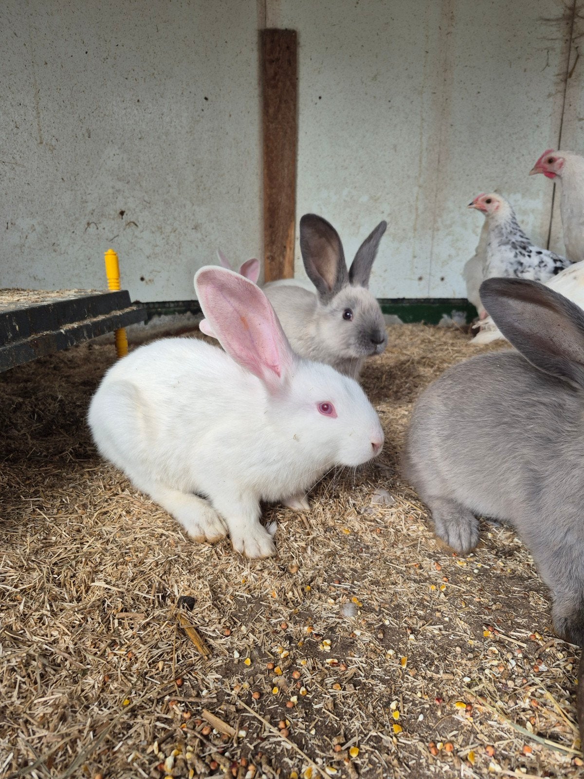 Jonge duitse reuzen, Dieren en Toebehoren, Konijnen, Groot, Meerdere dieren, 0 tot 2 jaar