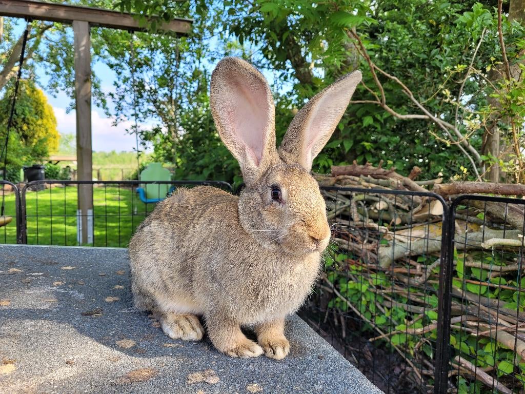 Vlaamse reus voedster, Dieren en Toebehoren, Konijnen, Vrouwelijk, Groot, 0 tot 2 jaar
