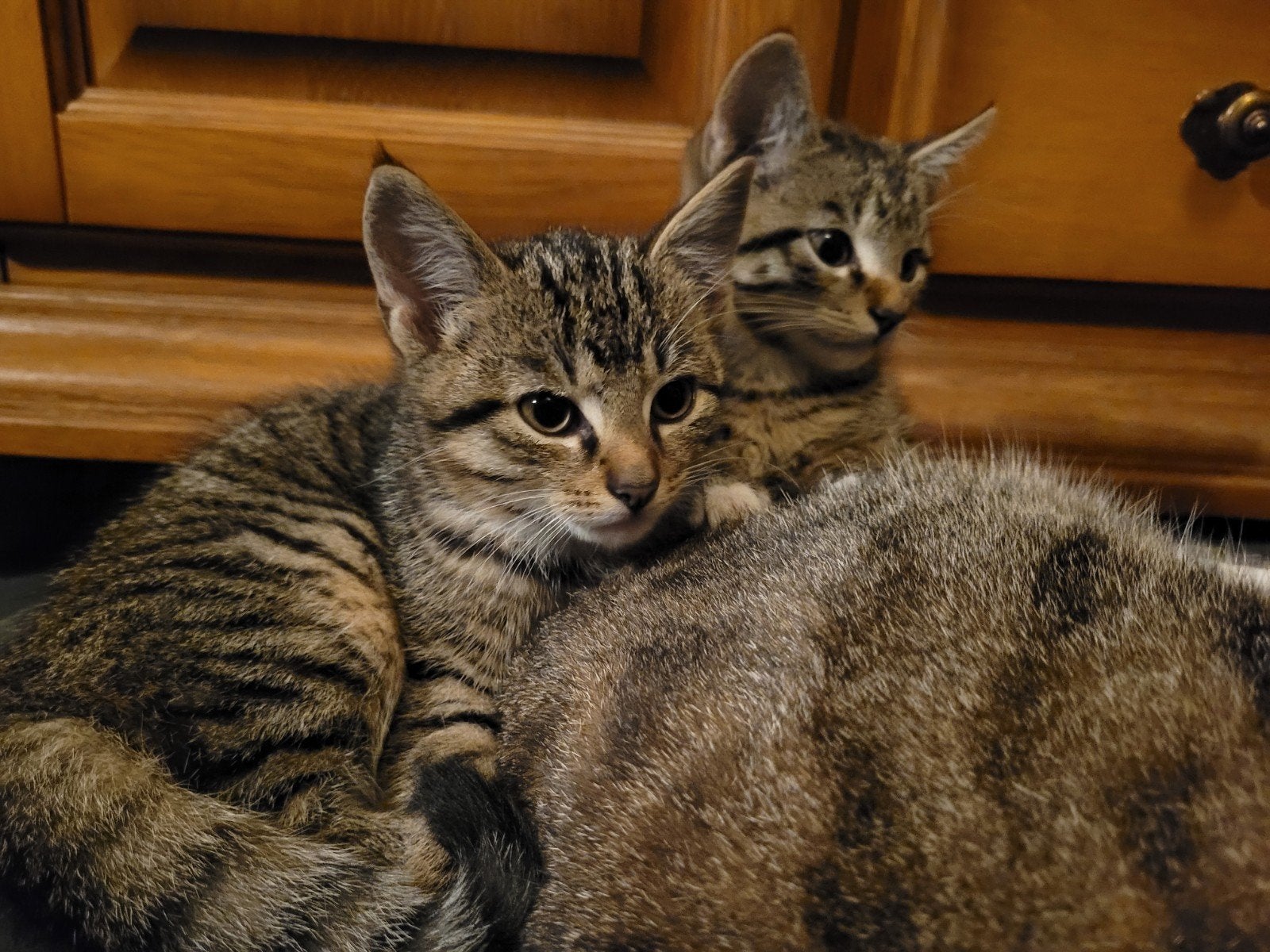 Kittens, Ophalen of Verzenden