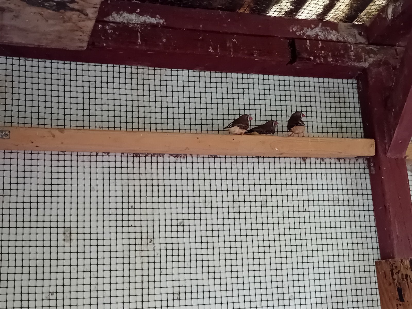 4 zebravink mannen wildkleur 2 euro per stuk., Mannelijk, Tropenvogel
