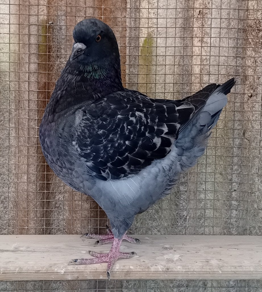 Kingduif, Dieren en Toebehoren, Vogels | Duiven, Vrouwelijk, Overige soorten