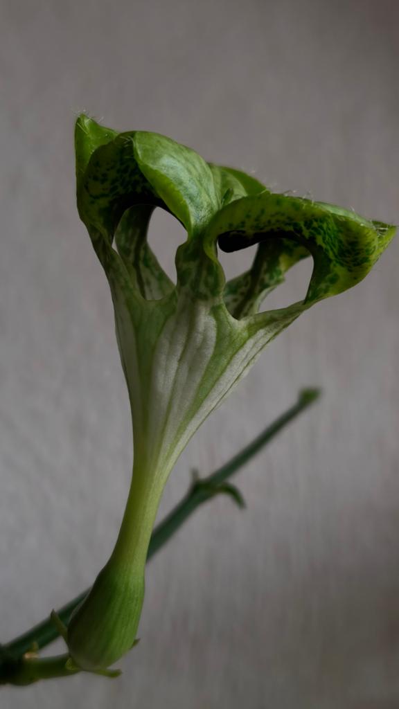 Ceropegia sandersonii, Vaste plant, Ophalen of Verzenden, Halfschaduw, Klimplanten
