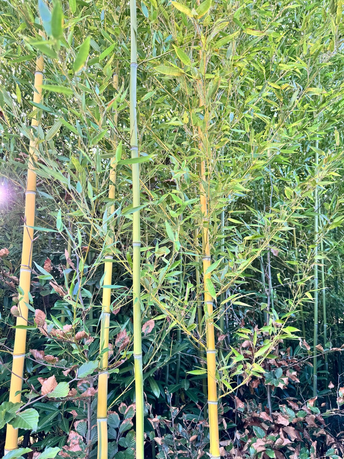 Bamboe Phyllostachys aureosulcata 'Spectabilis' GRATIS, Volle zon, Vaste plant, Bloeit niet, Ophalen