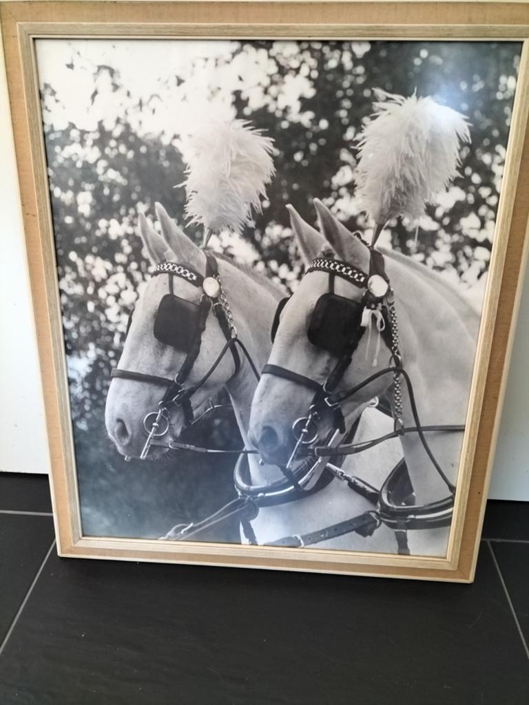 Ingelijste zwart-wit foto van twee paarden met pluimen, Antiek en Kunst, Kunst | Tekeningen en Foto's, Ophalen