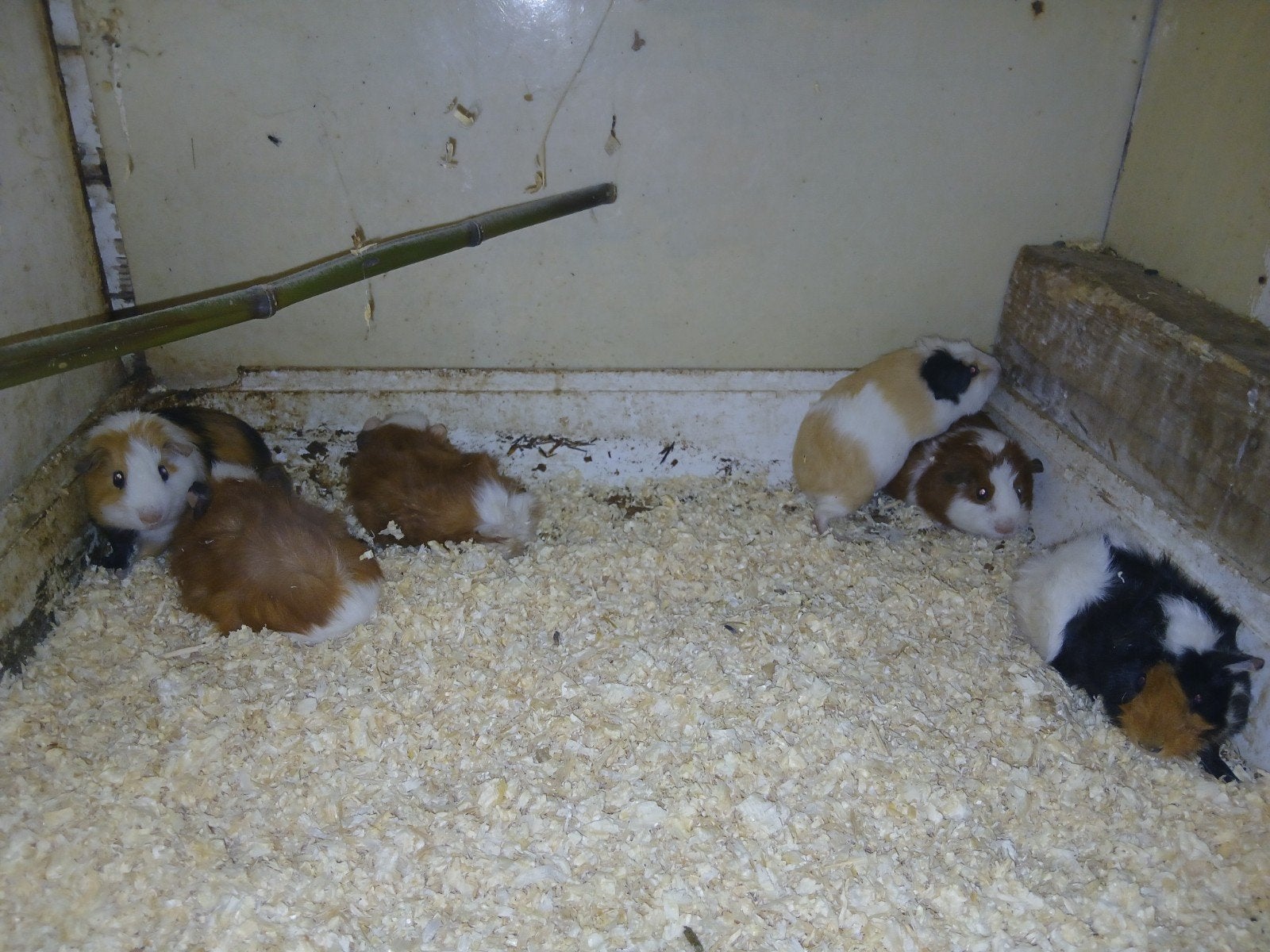 6 mooiecavia beertje, Juli, Mannelijk, Cavia