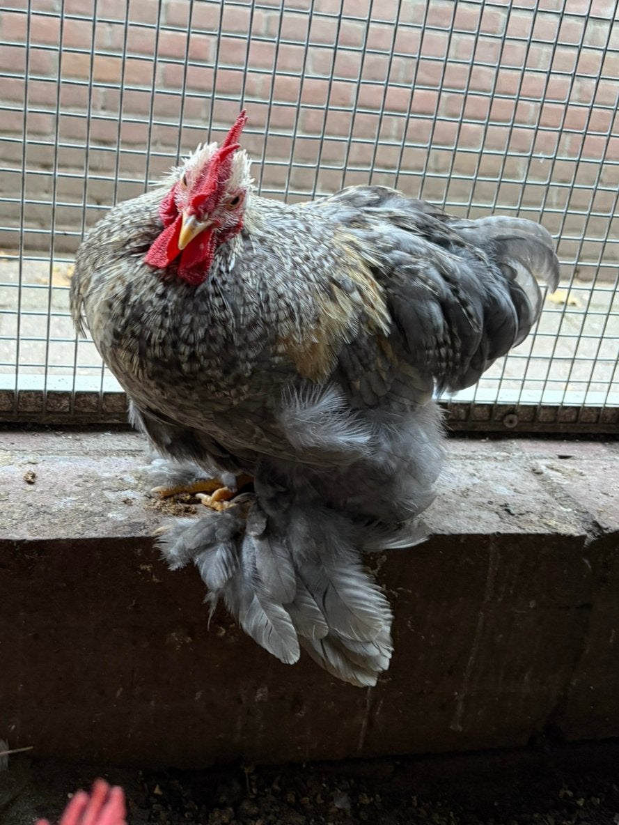 Harry, cochin kriel haan, Dieren en Toebehoren, Mannelijk, Kip