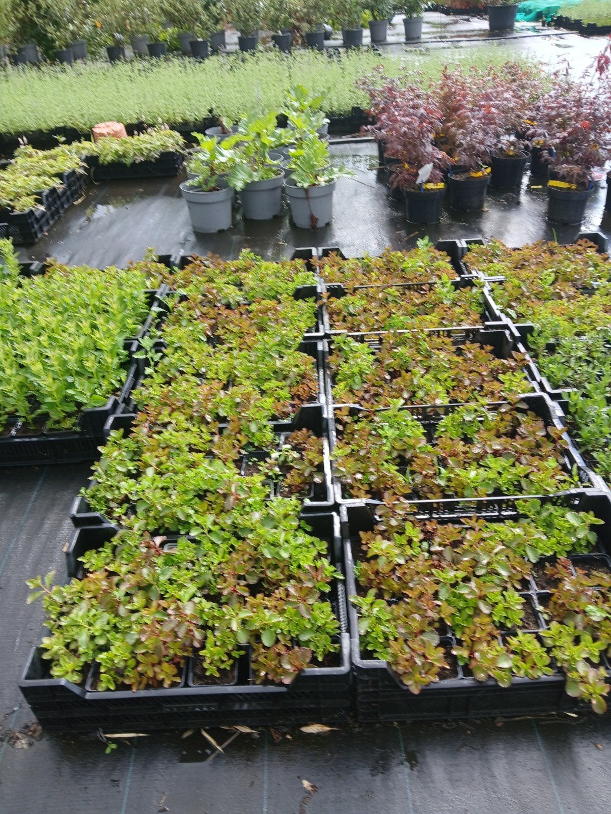 Kruip Sedum (Sedum spurium) - Bodembedekker vanaf €0.75, Ophalen, Bodembedekkers, Volle zon, Vaste plant