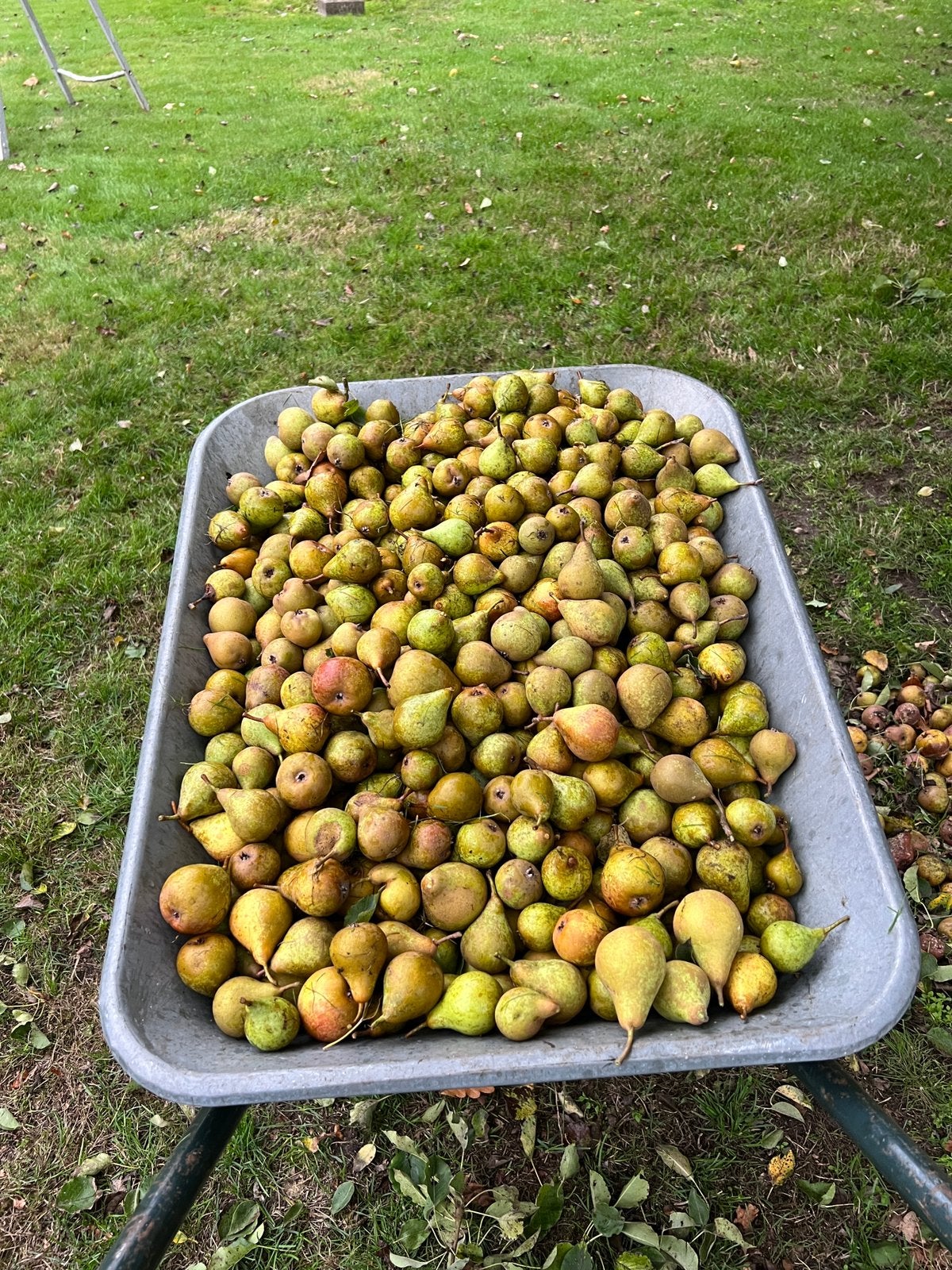 Gieserwildeman stoofperen onbespoten, Diversen, Ophalen