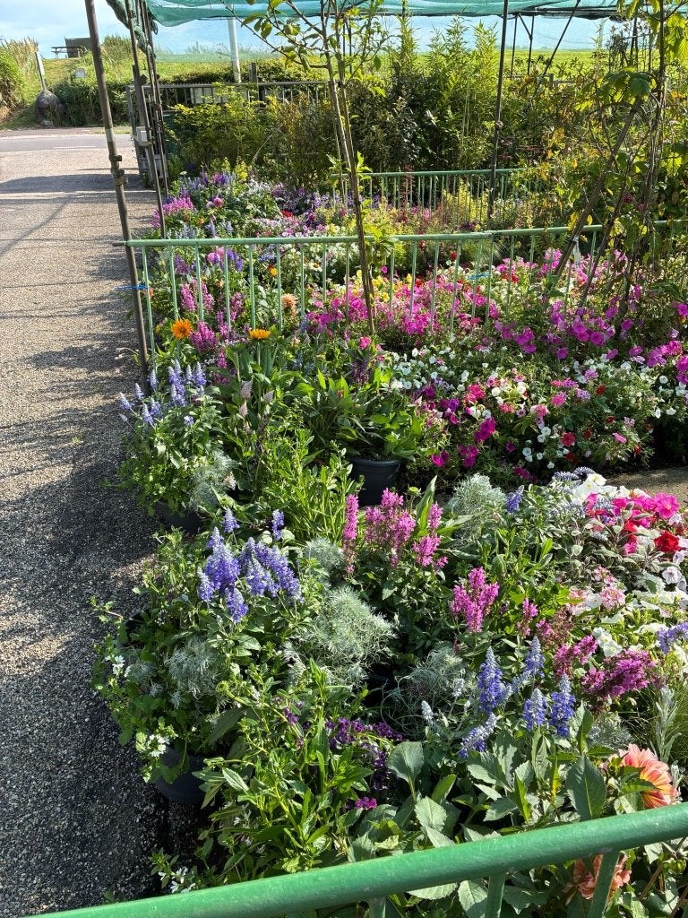 Planten, Tuin en Terras, Ophalen, Overige soorten, Volle zon