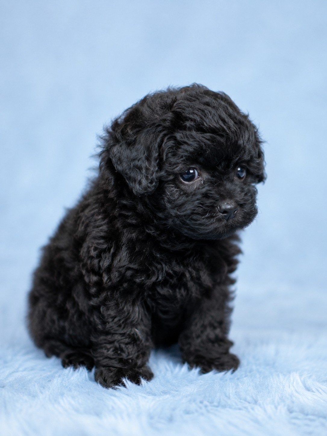 toypoedel x Pomeriaan pups 1 teefje 2 reutjes, Poedel, Parvo, 8 tot 15 weken, Meerdere dieren