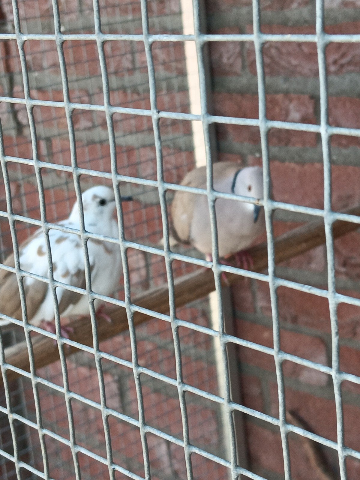 Tortelduifjes, Meerdere dieren