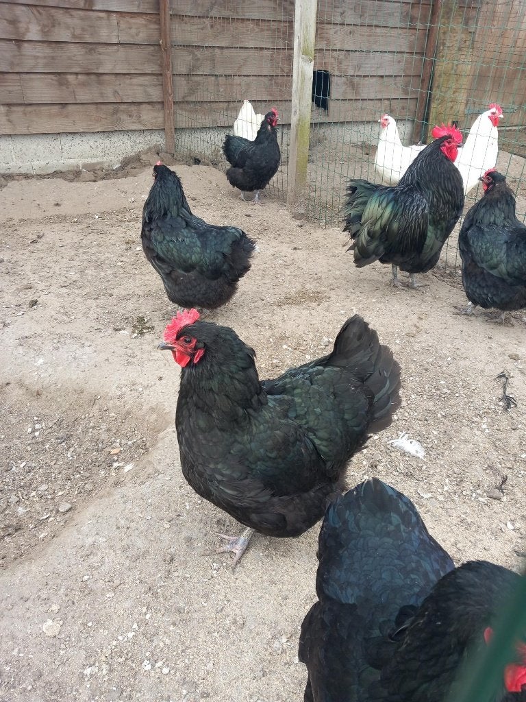 Australorp hennen, Dieren en Toebehoren, Pluimvee, Vrouwelijk, Kip