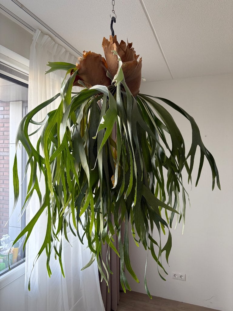 Hertshoorn, Ophalen, Overige soorten, Halfschaduw, Minder dan 100 cm