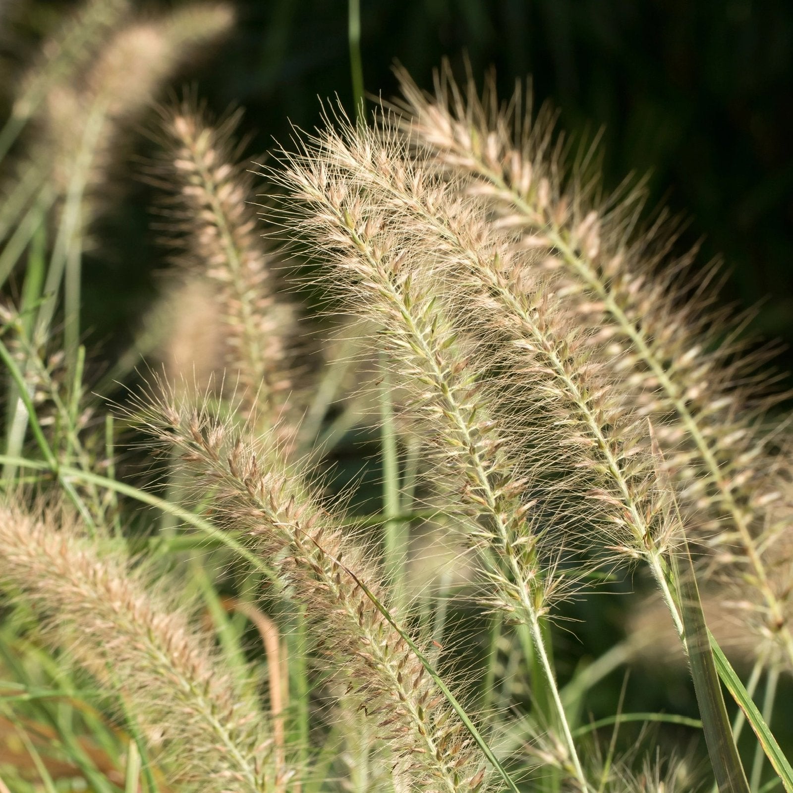 Pennisetum alo 'Hameln' - Lampenpoetsergras P9 en 2 L pot, Ophalen of Verzenden, Vaste plant, Siergrassen, Halfschaduw