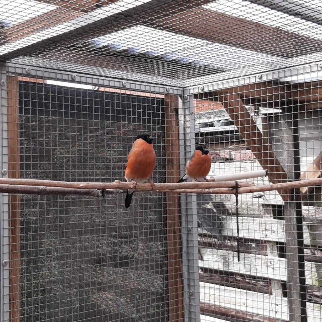 2 noorse goudvink mannen wildkleur 2025 resserve mannen, Mannelijk, Wildzangvogel, Geringd