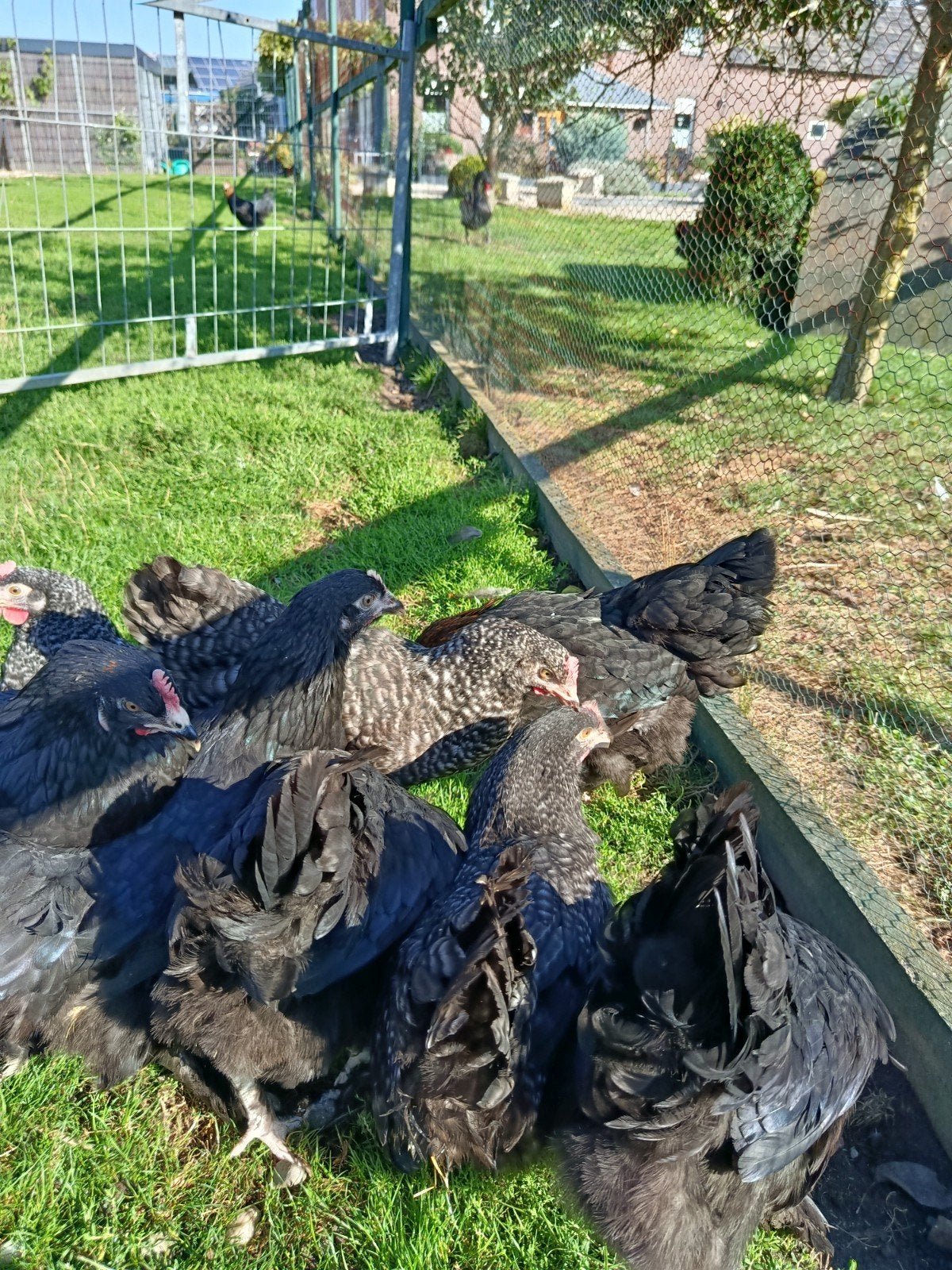 Marans kippen te koop, Dieren en Toebehoren, Vrouwelijk, Kip