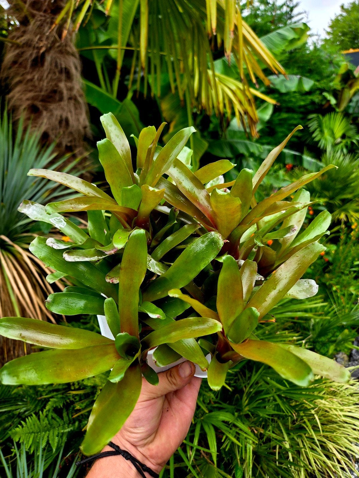 Neoregelia 'Fireball' - 6 Stuks, Ophalen of Verzenden, Halfschaduw, Minder dan 100 cm