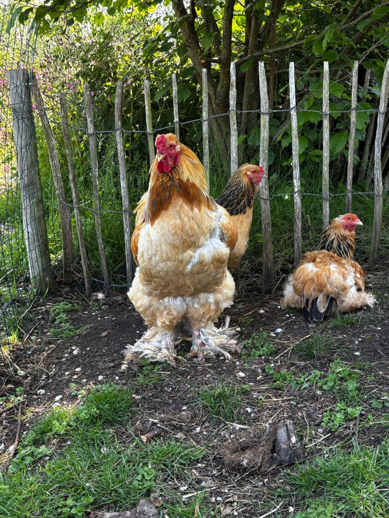 Brahma broedeieren, Dieren en Toebehoren, Pluimvee, Geslacht onbekend, Kip