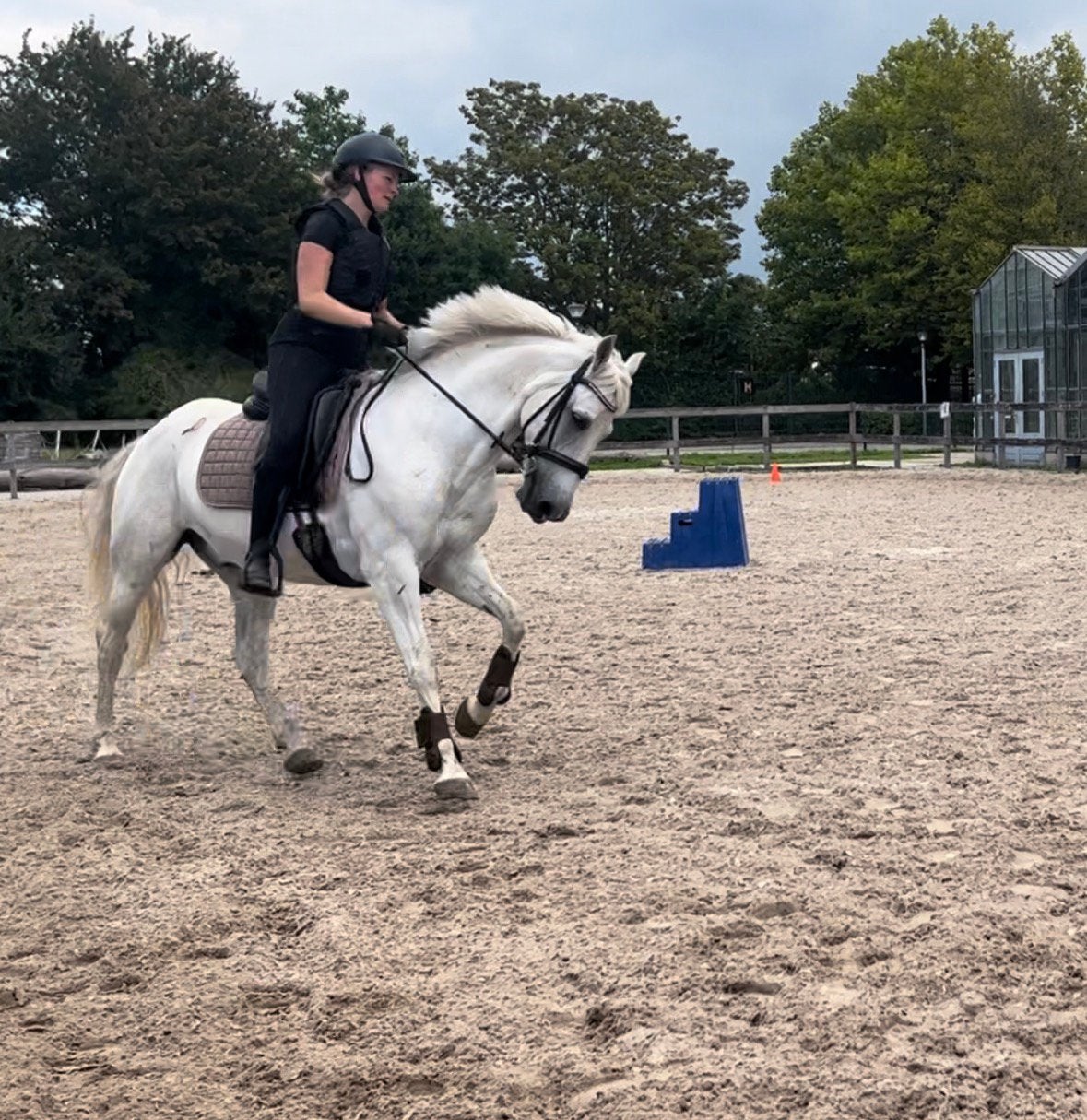 9 jarige ruin 1,55m, Dieren en Toebehoren, Pony's, Ruin