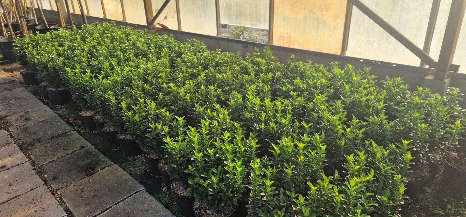 Euonymus in C2 pot - Groenblijvende heester, Tuin en Terras, Ophalen