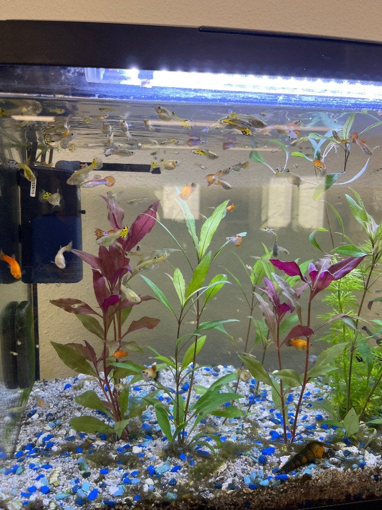 Guppy’s en plaatjes, Vis, Zoetwatervis