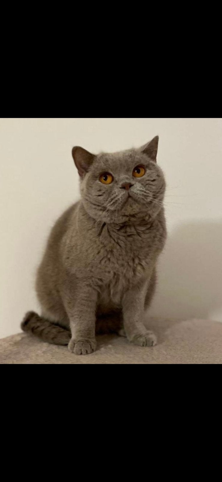 Brits korthaar poes  incl elecktrisch kattenbak, 3 tot 5 jaar