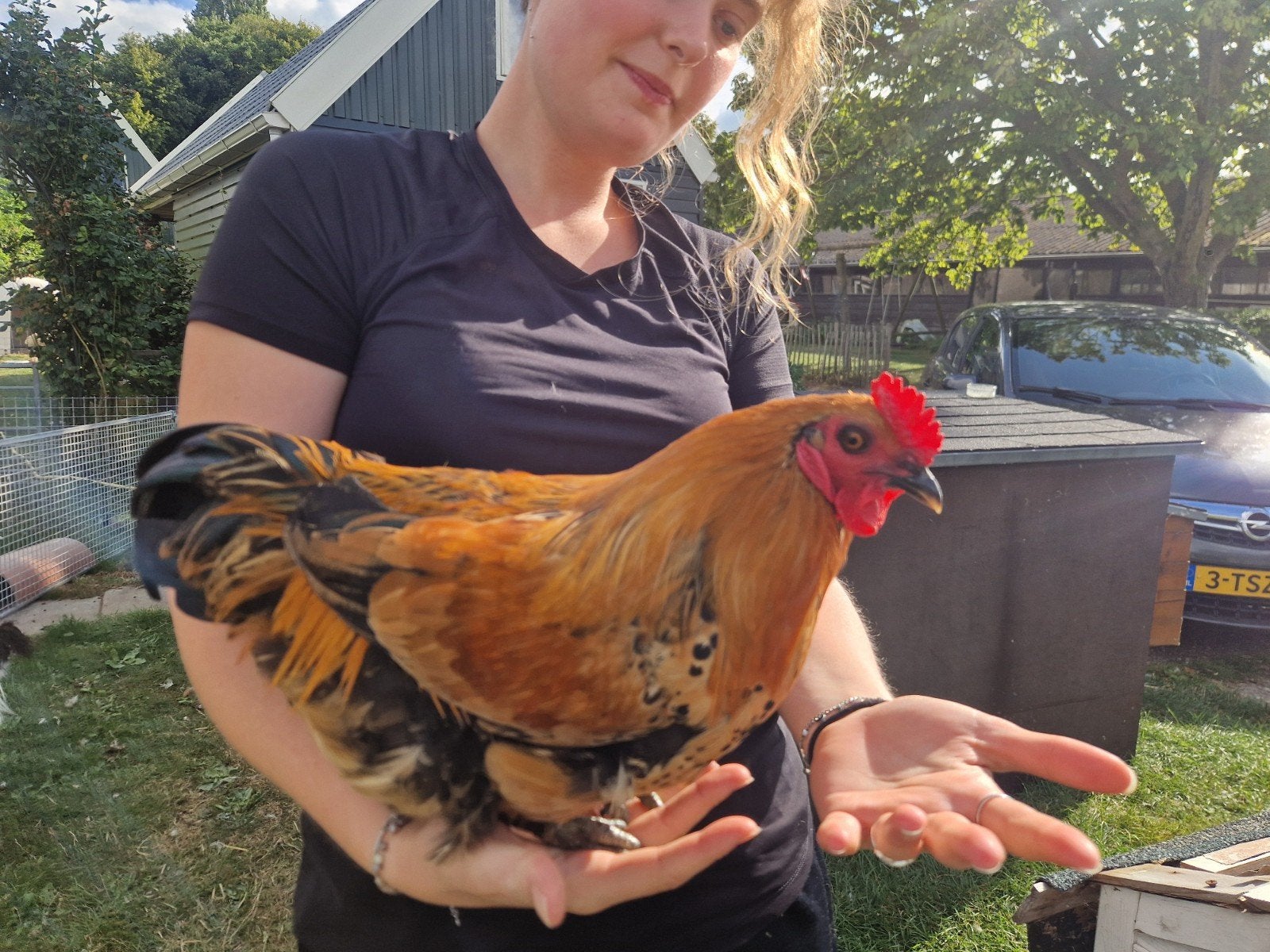 Gezellige hanen, Dieren en Toebehoren, Mannelijk, Kip